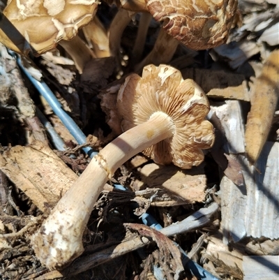 Agrocybe praecox group at Murrumbateman, NSW - 10 Oct 2024 by Teresa