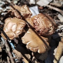 Agrocybe praecox group at Murrumbateman, NSW - suppressed