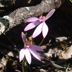 Caladenia carnea (Pink Fingers) at Cowra, NSW - 3 Oct 2024 by RobG1