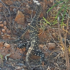 Varanus giganteus (Perentie) at Hart, NT - 12 Oct 2024 by atticus