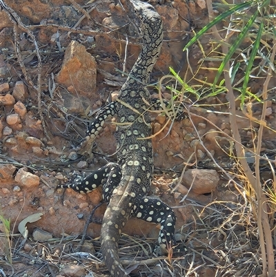 Varanus giganteus (Perentie) at Hart, NT - 12 Oct 2024 by atticus