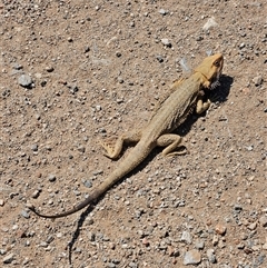 Pogona vitticeps (Central Bearded Dragon) at Hart, NT - 13 Oct 2024 by atticus