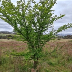 Ulmus parvifolia (Chinese Elm) at Isaacs, ACT - 15 Oct 2024 by Mike
