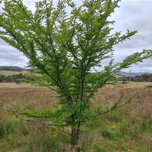 Ulmus parvifolia at Isaacs, ACT - 15 Oct 2024 12:32 PM