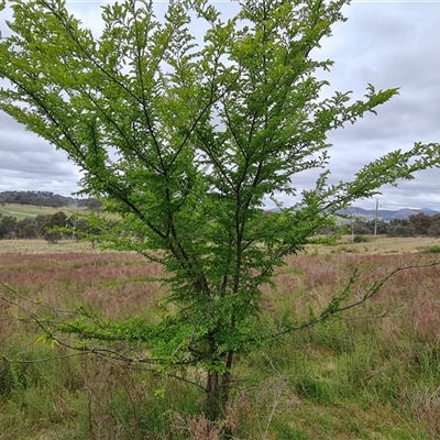 Ulmus parvifolia (Chinese Elm) at Isaacs, ACT - 15 Oct 2024 by Mike