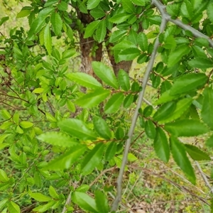 Ulmus parvifolia at Isaacs, ACT - 15 Oct 2024 12:32 PM