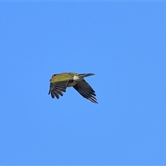 Sphecotheres vieilloti (Australasian Figbird) at Tahmoor, NSW - 10 Oct 2024 by Freebird