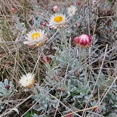 Leucochrysum alpinum (Alpine Sunray) at Cotter River, ACT - 14 Oct 2024 by BethanyDunne