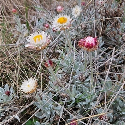 Leucochrysum alpinum (Alpine Sunray) at Cotter River, ACT - 14 Oct 2024 by BethanyDunne