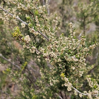 Pomaderris phylicifolia subsp. ericoides (Narrow-leaf Pomaderris) at Cotter River, ACT - 14 Oct 2024 by BethanyDunne