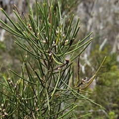 Hakea lissosperma (Needle Bush) at Cotter River, ACT - 14 Oct 2024 by BethanyDunne