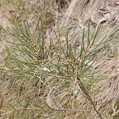 Hakea lissosperma (Needle Bush) at Cotter River, ACT - 14 Oct 2024 by BethanyDunne