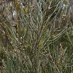 Hakea lissosperma (Needle Bush) at Brindabella, ACT - 14 Oct 2024 by BethanyDunne