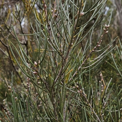 Hakea lissosperma (Needle Bush) at Brindabella, ACT - 14 Oct 2024 by BethanyDunne