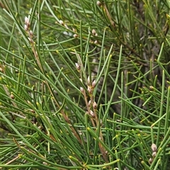 Hakea lissosperma (Needle Bush) at Bimberi, NSW - 14 Oct 2024 by BethanyDunne