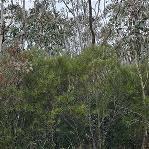 Hakea lissosperma at Bimberi, NSW - 14 Oct 2024