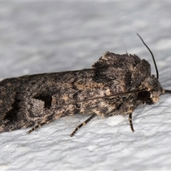 Thoracolopha flexirena at Melba, ACT - 14 Oct 2024 07:34 PM