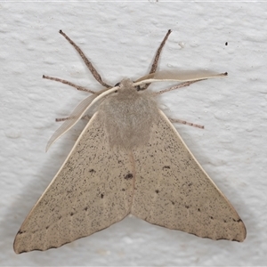 Arhodia lasiocamparia at Melba, ACT - 14 Oct 2024 11:05 PM