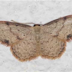 Idaea halmaea (Two-spotted Wave) at Melba, ACT - 14 Oct 2024 by kasiaaus