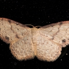 Idaea halmaea at Melba, ACT - 14 Oct 2024