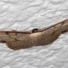 Idaea halmaea at Melba, ACT - 14 Oct 2024 11:09 PM