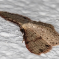 Idaea halmaea at Melba, ACT - 14 Oct 2024 11:09 PM