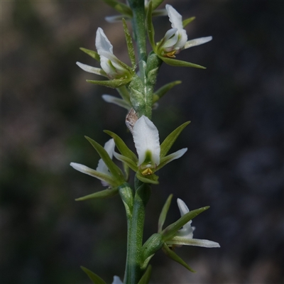 Unverified Orchid at Cowra, NSW - 3 Oct 2024 by RobG1