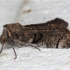 Dysbatus (genus) at Melba, ACT - 13 Oct 2024 10:56 PM