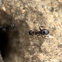 Prolasius sp (genus) at Russell, ACT - 14 Oct 2024 by Hejor1