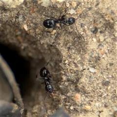 Prolasius sp (genus) at Russell, ACT - 14 Oct 2024 12:38 PM