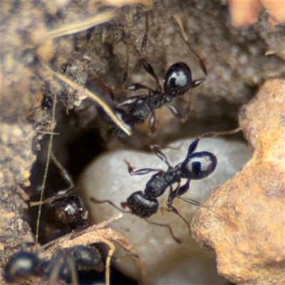 Pheidole sp. (genus) (Seed-harvesting ant) at Russell, ACT - 14 Oct 2024 by Hejor1