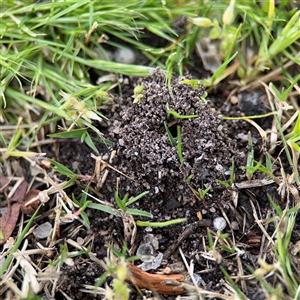 Myrmicinae (subfamily) at Barton, ACT - 14 Oct 2024