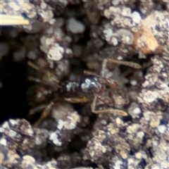 Myrmicinae (subfamily) at Barton, ACT - 14 Oct 2024