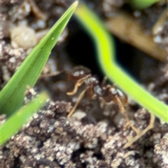 Myrmicinae (subfamily) at Barton, ACT - 14 Oct 2024