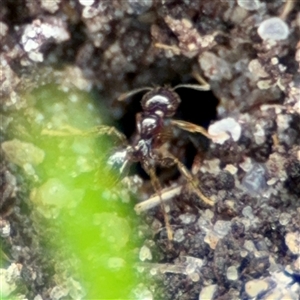 Myrmicinae (subfamily) at Barton, ACT - 14 Oct 2024