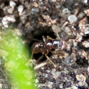 Myrmicinae (subfamily) at Barton, ACT - 14 Oct 2024