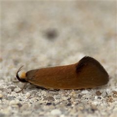 Delexocha ochrocausta (Chezala Group) at Parkes, ACT - 14 Oct 2024 by Hejor1