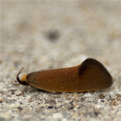 Delexocha ochrocausta (Chezala Group) at Parkes, ACT - 14 Oct 2024 by Hejor1