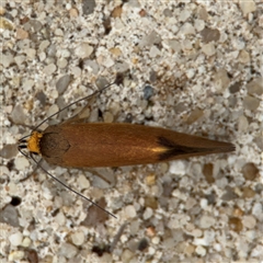 Delexocha ochrocausta at Parkes, ACT - 14 Oct 2024