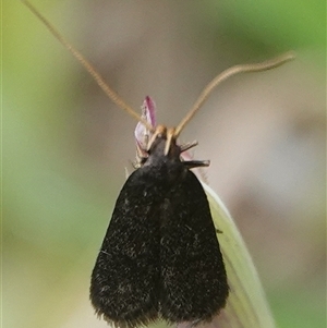 Lecithocera terrigena at Hall, ACT - 15 Oct 2024