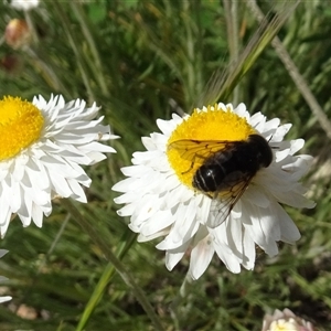 Tabanidae (family) at Yarralumla, ACT - 2 Oct 2024