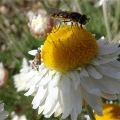 Austrotephritis poenia (Australian Fruit Fly) at Yarralumla, ACT - 2 Oct 2024 by AndyRussell