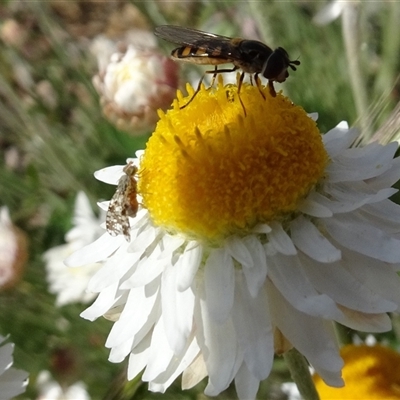 Austrotephritis poenia (Australian Fruit Fly) at Yarralumla, ACT - 2 Oct 2024 by AndyRussell