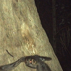 Aegotheles cristatus (Australian Owlet-nightjar) at Lorne, NSW - 15 Oct 2024 by Butlinz