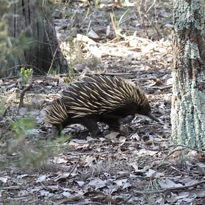 Tachyglossus aculeatus (Short-beaked Echidna) at Bumbaldry, NSW - 3 Oct 2024 by RobG1