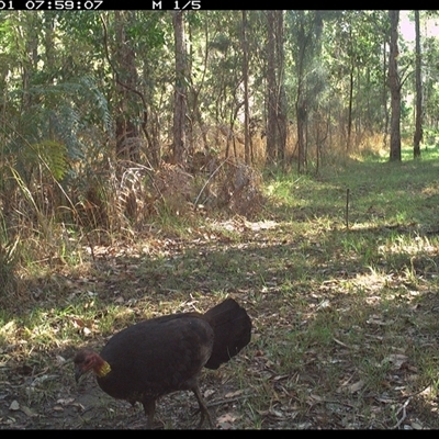 Alectura lathami (Australian Brush-turkey) at Shannondale, NSW - 1 Oct 2024 by PEdwards