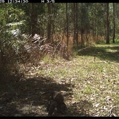 Varanus sp. (genus) (A goanna) at Shannondale, NSW - 29 Sep 2024 by PEdwards