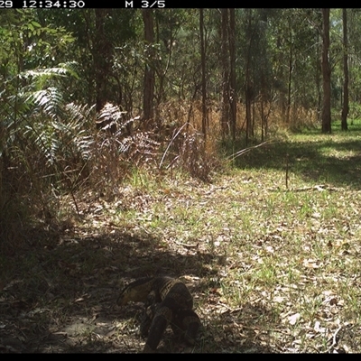 Varanus sp. (genus) (A goanna) at Shannondale, NSW - 29 Sep 2024 by PEdwards