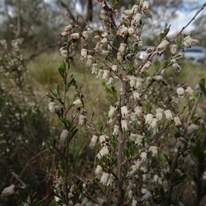 Cryptandra amara at Campbell, ACT - 7 Oct 2024