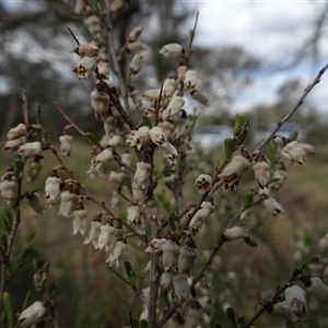 Cryptandra amara at Campbell, ACT - 7 Oct 2024